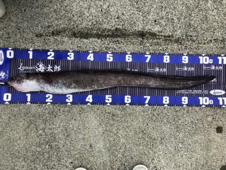 😱アナコンダ😱