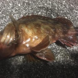 釣り始めはガシラから