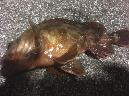 釣り始めはガシラから