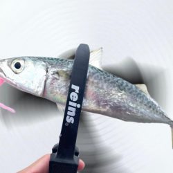 初場所爆風アジング！