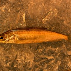 ワカサギ釣り　信濃雪鱒釣り