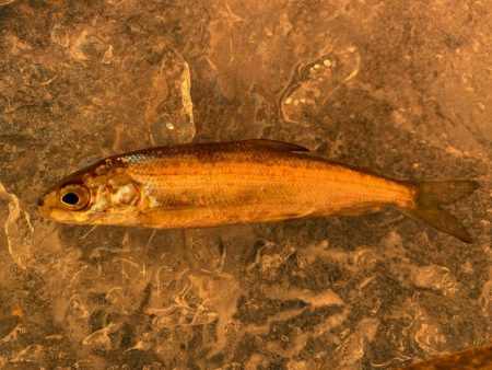 ワカサギ釣り　信濃雪鱒釣り