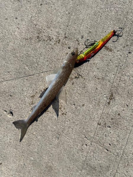 和歌山デカ鯵狙い