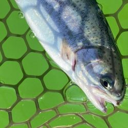 今季初トラウト