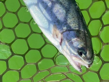 今季初トラウト