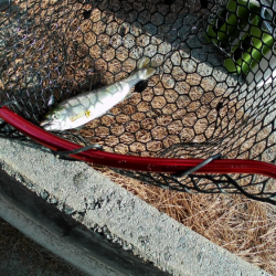 管釣り釣れればデカマス！