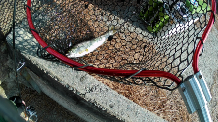 管釣り釣れればデカマス！