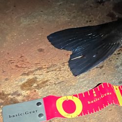 遂にキタ!尺だ!!