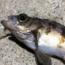 ✨メバルプラッキング✨