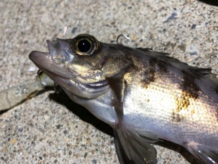 ✨メバルプラッキング✨