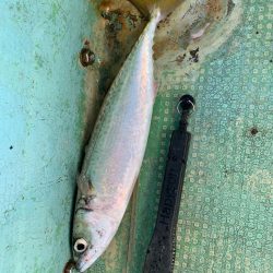 初めてのバチコンアジング