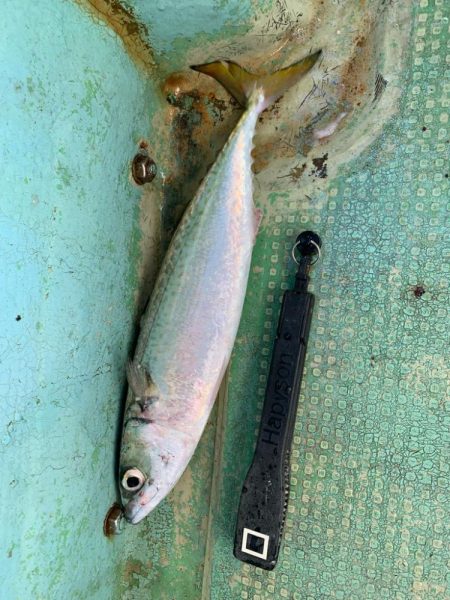 初めてのバチコンアジング