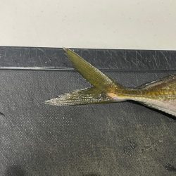 メバル狙いだったが・・