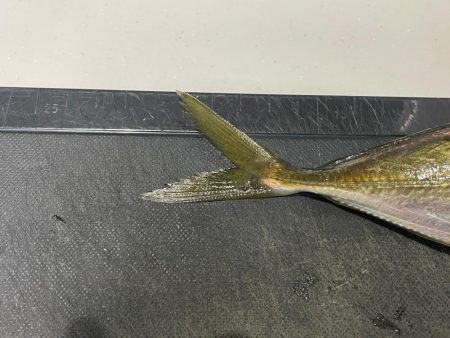 メバル狙いだったが・・