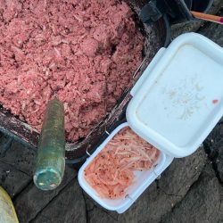 まさかの石鯛とヘダイ