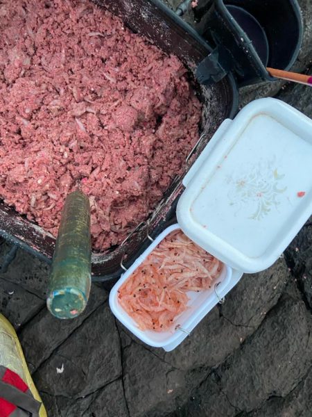 まさかの石鯛とヘダイ