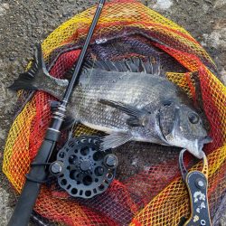 ヘチってきました