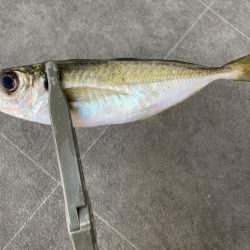 まだまだアジ釣れてます