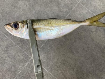まだまだアジ釣れてます