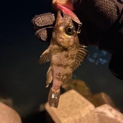 久々のデカメバル