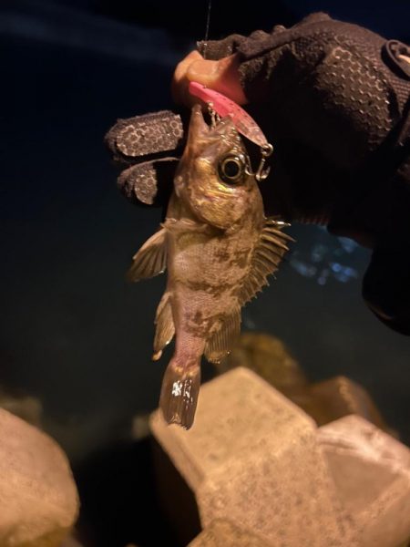 久々のデカメバル