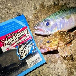 坊主メーター溜まりました