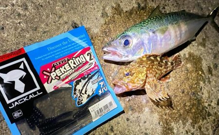 坊主メーター溜まりました