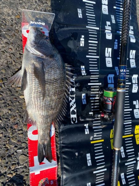 チヌ釣り