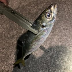 飛ばしサビキで良型連発