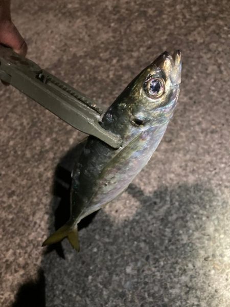 飛ばしサビキで良型連発