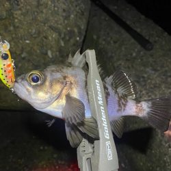 アジと根魚狙い