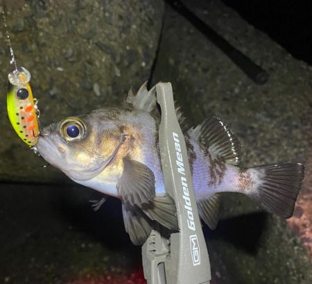 アジと根魚狙い