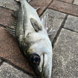 エビ撒きでセイゴ・チヌ釣れました