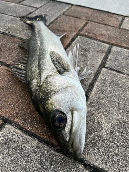 エビ撒きでセイゴ・チヌ釣れました