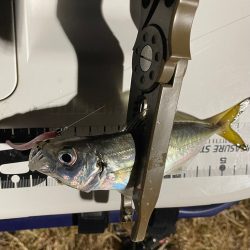 ジグ単de~アジング♪年明けの…