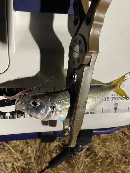 ジグ単de~アジング♪年明けの…