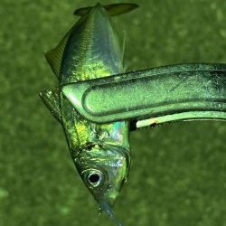 年始初アジング