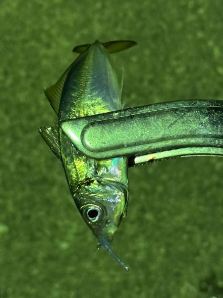 年始初アジング