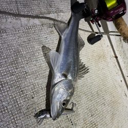 初釣りボートシーバス