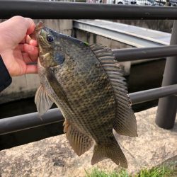 ティラピア釣り