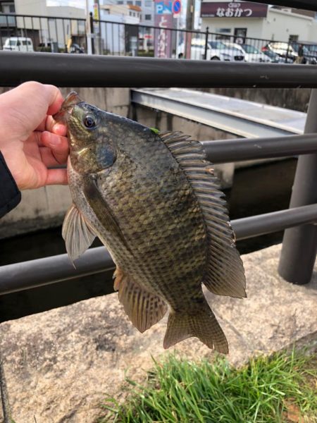 ティラピア釣り