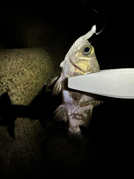 真冬のライトゲーム メバリング