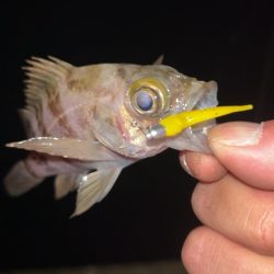 ちょい寒メバリング