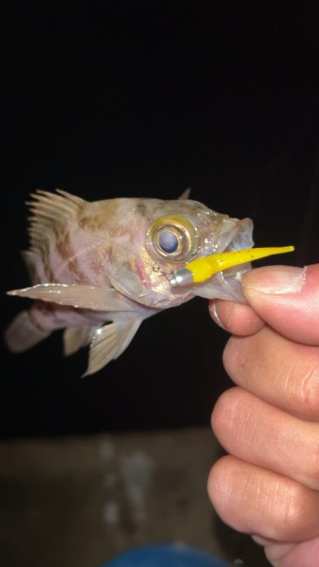 ちょい寒メバリング