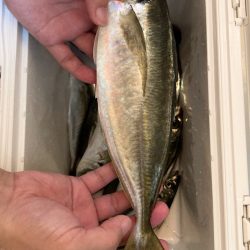 サビキで尺鯵( ・∇・)