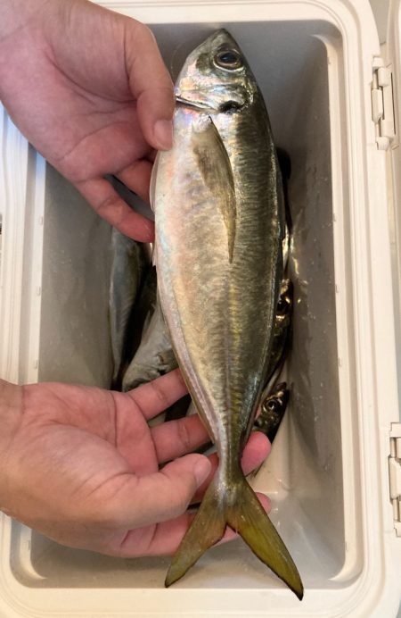 サビキで尺鯵( ・∇・)