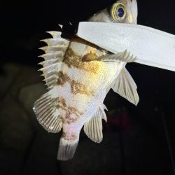 2024年第3戦ライトゲーム