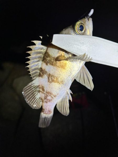 2024年第3戦ライトゲーム