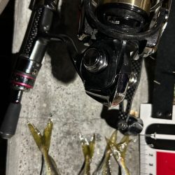 アジまだ居てる