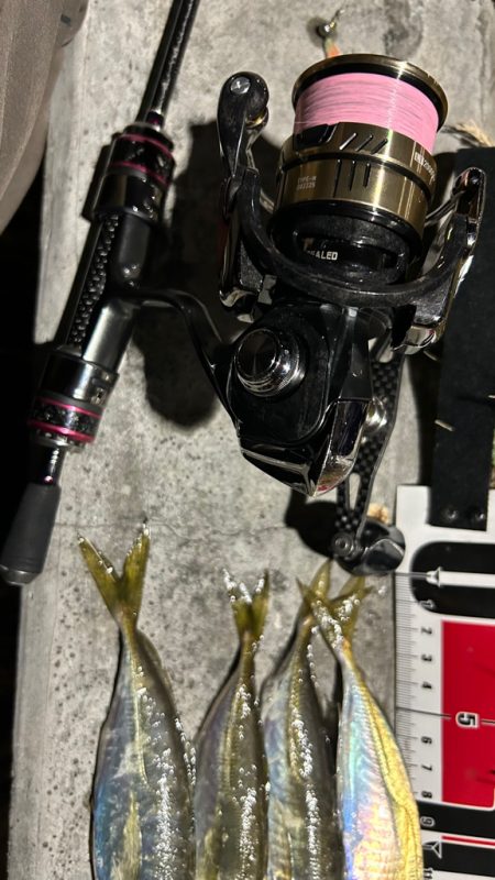 アジまだ居てる